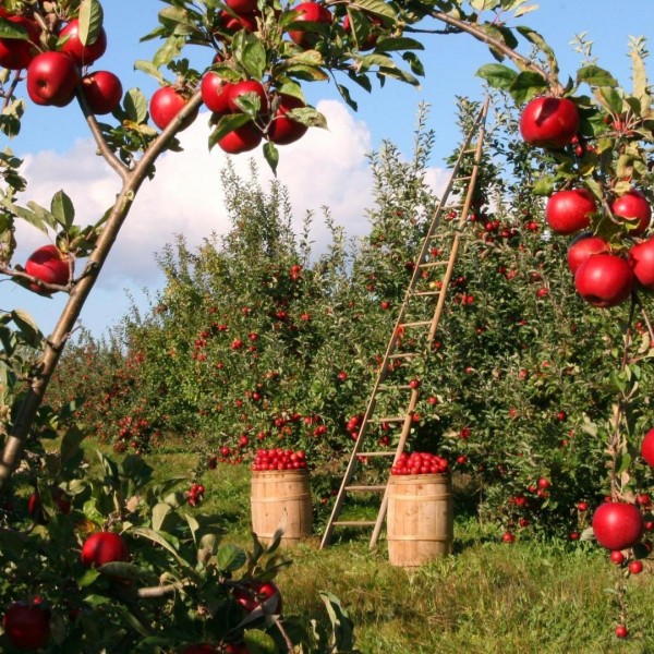 apples in orchard