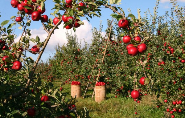 Ladder going up into apple tree in orchard