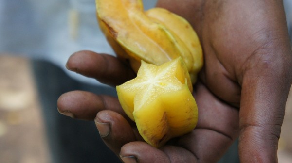 star fruit in hand