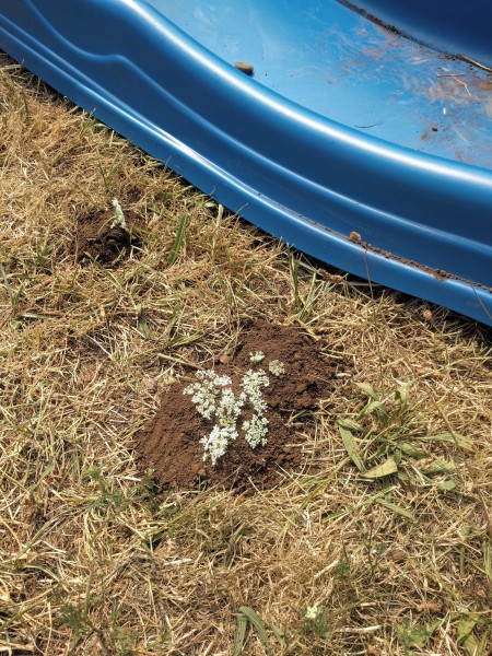A kid-made garden made of dirt and weeds