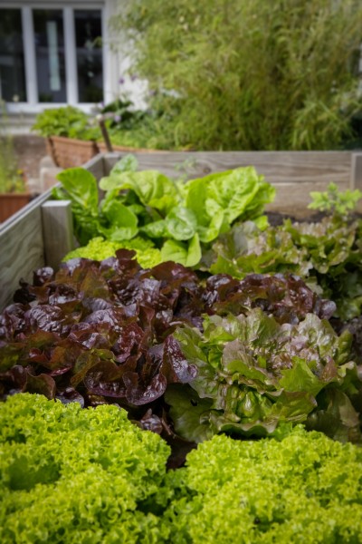 Lettuce growing in garden