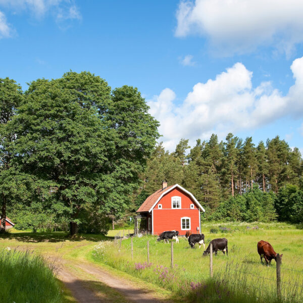 Buying Meat From A Farm: Where, Why & How Much Do You Get?