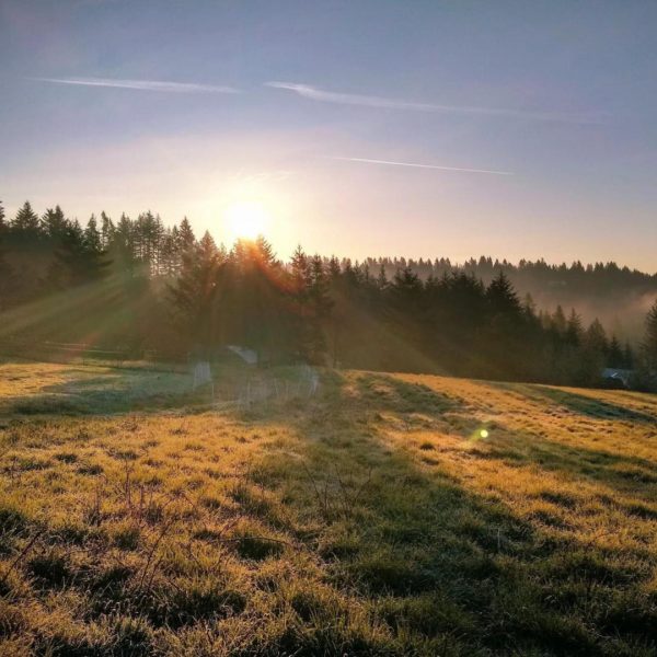 Quarterly Check-In:  Social Distancing, Baby Goats & Thankful Hearts