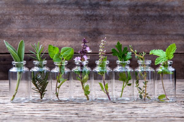 plants in essential oil bottles