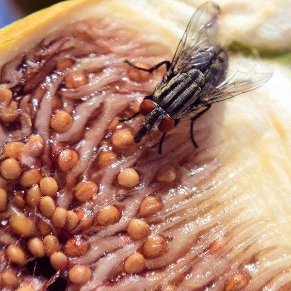 15 Extremely Easy Ways To Keep Flies Away From Your Food