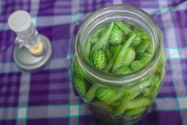 A jar of lacto-fermented pickles